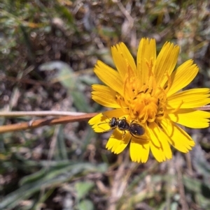 Lasioglossum (Homalictus) sp. (genus & subgenus) at Franklin Grassland (FRA_5) - 4 Mar 2024