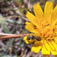 Lasioglossum (Homalictus) sp. (genus & subgenus) at Franklin Grassland (FRA_5) - 4 Mar 2024