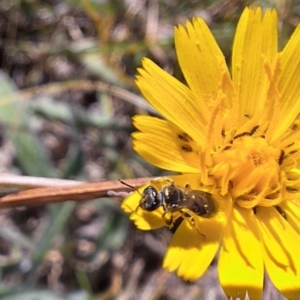 Lasioglossum (Homalictus) sp. (genus & subgenus) at Undefined Area - 4 Mar 2024 12:58 AM