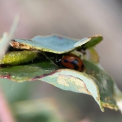 Hippodamia variegata (Spotted Amber Ladybird) at Hackett, ACT - 18 Mar 2024 by Hejor1