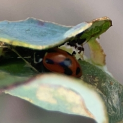 Hippodamia variegata at Holtze Close Neighbourhood Park - 18 Mar 2024 03:47 PM