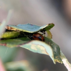 Hippodamia variegata at Holtze Close Neighbourhood Park - 18 Mar 2024 03:47 PM