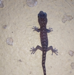 Christinus marmoratus (Southern Marbled Gecko) at Wirlinga, NSW - 18 Mar 2024 by RobCook