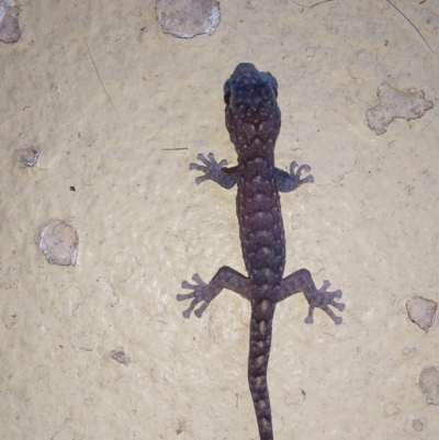Christinus marmoratus (Southern Marbled Gecko) at Wirlinga, NSW - 18 Mar 2024 by RobCook