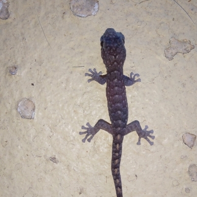 Christinus marmoratus (Southern Marbled Gecko) at Albury - 18 Mar 2024 by RobCook