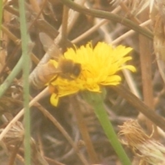 Apis mellifera (European honey bee) at Yarralumla Grassland (YGW) - 17 Mar 2024 by MichaelMulvaney