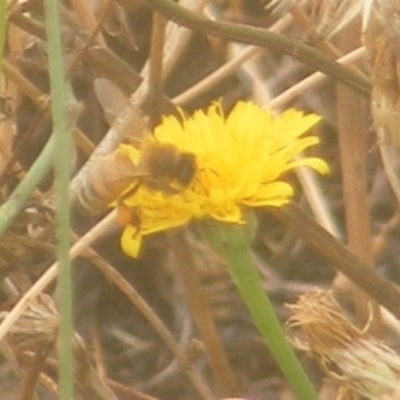 Apis mellifera (European honey bee) at Yarralumla Grassland (YGW) - 17 Mar 2024 by MichaelMulvaney