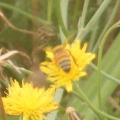 Apis mellifera at Yarralumla Grassland (YGW) - 18 Mar 2024