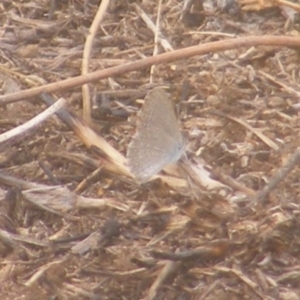 Zizina otis at Yarralumla Grassland (YGW) - 18 Mar 2024