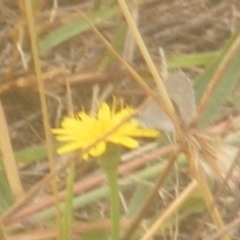 Zizina otis at Yarralumla Grassland (YGW) - 18 Mar 2024