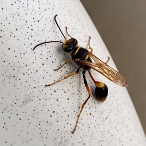 Sceliphron formosum at Mitchell, ACT - 18 Mar 2024