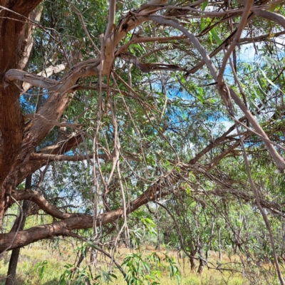 Eucalyptus dives (Broad-leaved Peppermint) at Mount Majura - 18 Mar 2024 by abread111