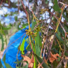 Eucalyptus dives at Mount Majura - 18 Mar 2024