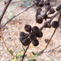 Eucalyptus dives at Mount Majura - 18 Mar 2024