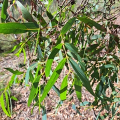 Eucalyptus dives at Mount Majura - 18 Mar 2024 11:35 AM