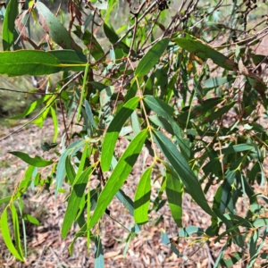 Eucalyptus dives at Mount Majura - 18 Mar 2024