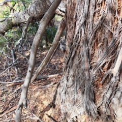 Eucalyptus dives at Mount Majura - 18 Mar 2024