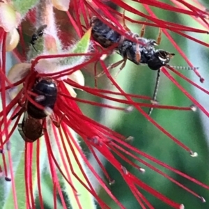 Lasioglossum (Parasphecodes) sp. (genus & subgenus) at Dunlop, ACT - 11 Mar 2024