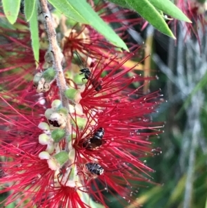 Lasioglossum (Parasphecodes) sp. (genus & subgenus) at Dunlop, ACT - 11 Mar 2024