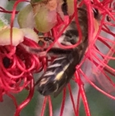 Apiformes (informal group) (Unidentified bee) at Dunlop, ACT - 11 Mar 2024 by JR