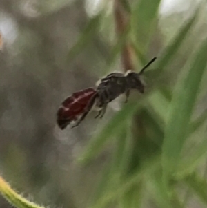 Lasioglossum (Parasphecodes) sp. (genus & subgenus) at Dunlop, ACT - 17 Mar 2024