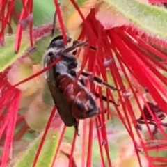 Lasioglossum (Parasphecodes) sp. (genus & subgenus) at Dunlop, ACT - 17 Mar 2024 01:35 PM