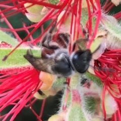 Lasioglossum (Parasphecodes) sp. (genus & subgenus) at Dunlop, ACT - 17 Mar 2024