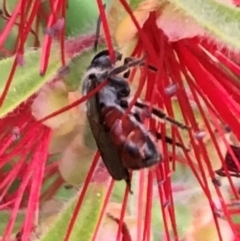 Lasioglossum (Parasphecodes) sp. (genus & subgenus) at Dunlop, ACT - 17 Mar 2024