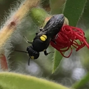 Hylaeus (Euprosopis) honestus at Dunlop, ACT - 17 Mar 2024 01:29 PM