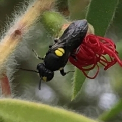 Hylaeus (Euprosopis) honestus at Dunlop, ACT - 17 Mar 2024