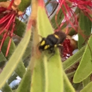 Hylaeus (Euprosopis) honestus at Dunlop, ACT - 17 Mar 2024 01:29 PM