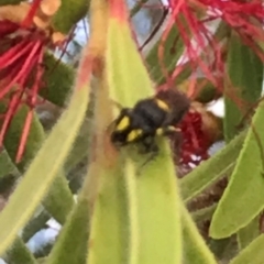 Hylaeus (Euprosopis) honestus at Dunlop, ACT - 17 Mar 2024