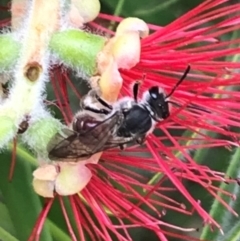 Lasioglossum (Parasphecodes) sp. (genus & subgenus) (Halictid bee) at Dunlop, ACT - 17 Mar 2024 by JR