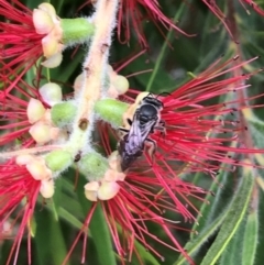 Lasioglossum (Parasphecodes) sp. (genus & subgenus) at Dunlop, ACT - 17 Mar 2024