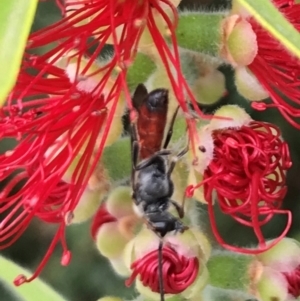 Lasioglossum (Parasphecodes) sp. (genus & subgenus) at Dunlop, ACT - 17 Mar 2024 01:42 PM