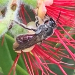 Lasioglossum (Parasphecodes) sp. (genus & subgenus) at Dunlop, ACT - 17 Mar 2024 01:42 PM