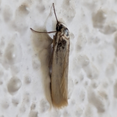 Philobota productella (Pasture Tunnel Moth) at Watson, ACT - 17 Mar 2024 by AniseStar