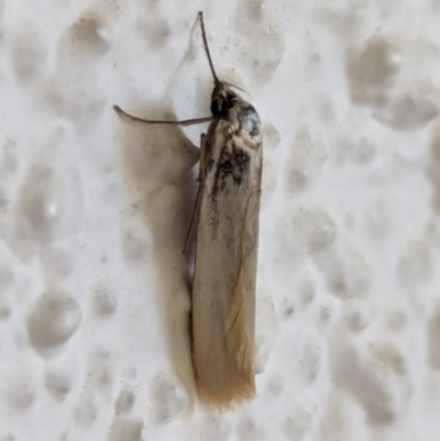 Philobota productella (Pasture Tunnel Moth) at Watson, ACT - 18 Mar 2024 by AniseStar