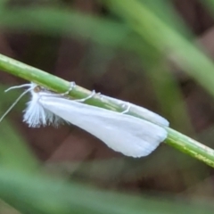 Tipanaea patulella (A Crambid moth) at Watson, ACT - 18 Mar 2024 by AniseStar