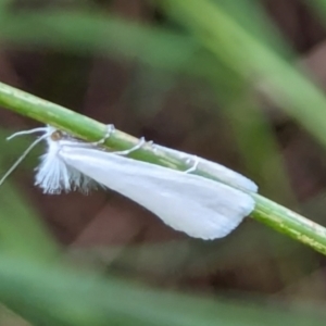Tipanaea patulella (A Crambid moth) at Watson Green Space by AniseStar