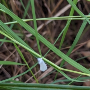 Tipanaea patulella at Watson Green Space - 18 Mar 2024