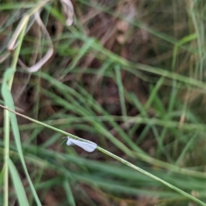 Tipanaea patulella at Watson Green Space - 18 Mar 2024