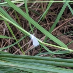 Tipanaea patulella at Watson Green Space - 18 Mar 2024