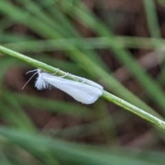 Tipanaea patulella at Watson Green Space - 18 Mar 2024