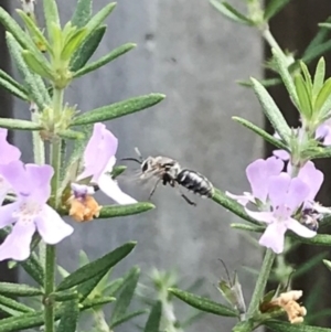 Unidentified Bee (Hymenoptera, Apiformes) at suppressed by JR