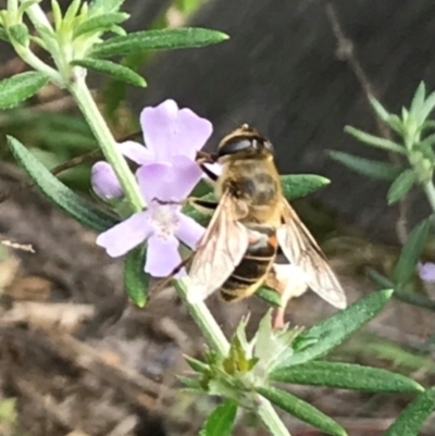 Eristalis tenax (Drone fly) at Dunlop, ACT - 10 Feb 2024 by JR