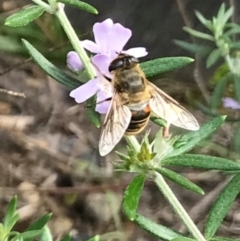 Eristalis tenax at Dunlop, ACT - 10 Feb 2024 03:05 PM