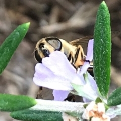 Eristalis tenax at Dunlop, ACT - 10 Feb 2024