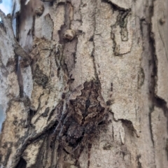 Hortophora sp. (genus) (Garden orb weaver) at Watson Green Space - 18 Mar 2024 by AniseStar