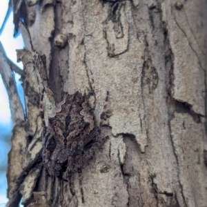 Hortophora sp. (genus) at Watson Green Space - 18 Mar 2024 06:14 PM